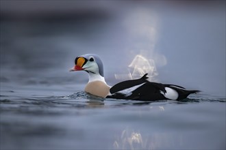 King eider (Somateria spectabilis), male, reflections of lights in the harbour, snowfall,