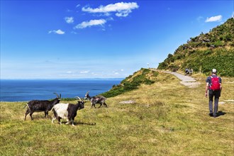 Goats on the South West Coast Path, coastal path, Valley of the Rocks, rocky coast in Exmoor