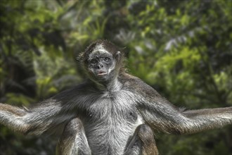 Brown spider monkey, variegated spider monkey (Ateles hybridus) in rain forest, native to Colombia