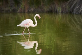 Greater Flamingo (Phoenicopterus roseus) walking in the water, Parc Naturel Regional de Camargue,