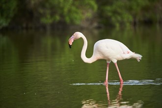 Greater Flamingo (Phoenicopterus roseus) walking in the water, Parc Naturel Regional de Camargue,