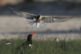 Common Tern (Sterna hirundo) attacking eurasian oystercatcher (Haematopus ostralegus) in the