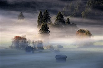 Morning atmosphere, fog between the trees, near Oberstdorf, OberallgÃ¤u, Bavaria, Germany, Europe