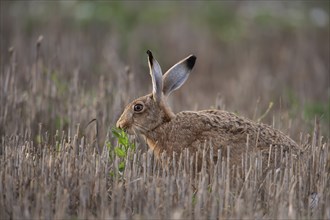 European brown hare (Lepus europaeus) adult animal feeding in a farmland stubble field, Suffolk,