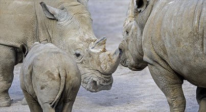 White rhinoceros (Ceratotherium simum), white rhino female defending baby calf while facing male