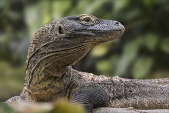 Komodo dragon, Komodo monitor (Varanus komodoensis) close-up, giant lizard native to the Indonesian