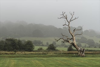 Old tree, landscape, Cheltenham, Cotswolds, England, Great Britain