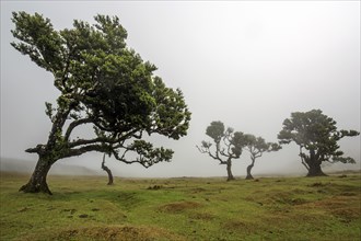 Laurel trees overgrown with moss and plants in the mist, old laurel forest (Laurisilva), stinkwood