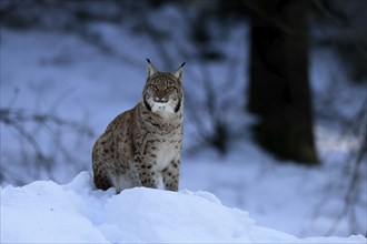 Carpathian lynx (Lynx lynx carpathicus), adult, in winter, in snow, alert, Bavarian Forest,