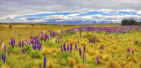 Lupinen (Lupinus), Highway 8, Otago, Neuseeland