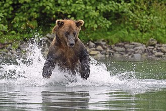 Brown bear (Ursus arctos) hunting for salmon in the water, Lake Clark National Park, Alaska