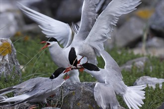 Common Tern (Sterna hirundo), dispute between adults over food, behaviour when food is scarce,