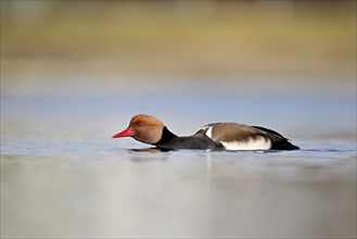 Red-crested pochard (Netta rufina), male swimming, Lake Zug, Switzerland, Europe