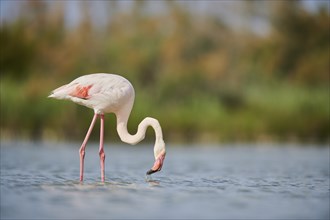 Greater Flamingo (Phoenicopterus roseus) walking in the water, Parc Naturel Regional de Camargue,