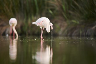 Greater Flamingo (Phoenicopterus roseus) walking in the water, Parc Naturel Regional de Camargue,