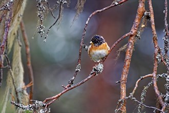 Brambling (Fringilla montifringilla) standing on branch, tree lichen, Northern Finland, Finland,