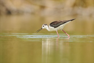 Black-winged stilt (Himantopus himantopus) walking in the water, Camargue, France, Europe