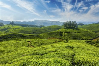 Indian tea concept background, tea plantations. Munnar, Kerala, India, Asia