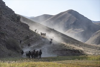 Herd of horses galloping over a hill, mountains behind, Kyrgyzstan, Asia