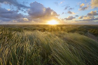 Sand dune, dune grass, wind, sunrise, clouds, Amsterdam water line dunes, Zandvoort, North Sea,