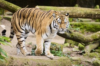 Siberian tiger (Panthera tigris altaica), walking, captive, Germany, Europe