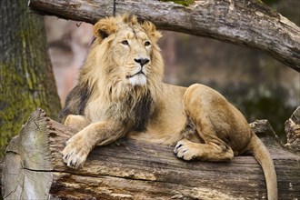 Asiatic lion (Panthera leo persica), male, lying, captive, Germany, Europe