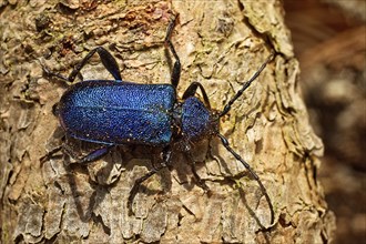 Blue-violet disc longhorn beetle (Callidium violaceum), also called violet longhorn beetle on tree