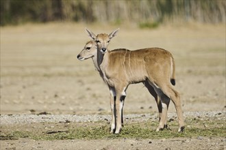 Common eland (Taurotragus oryx) youngsters standing in the dessert, captive, distribution Africa