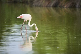 Greater Flamingo (Phoenicopterus roseus) walking in the water, Parc Naturel Regional de Camargue,