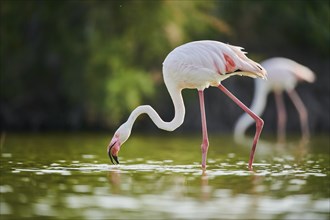 Greater Flamingo (Phoenicopterus roseus) walking in the water, Parc Naturel Regional de Camargue,