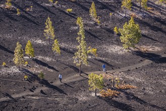 Canary Island pines (Pinus canariensis), Mirador de Chio, Teide National Park, Tenerife, Canary