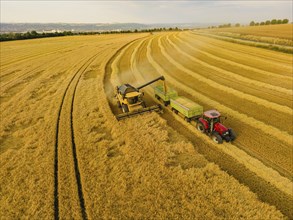 Grain harvest in a field near Babisnau on the outskirts of Dresden