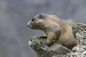 Alpine marmot (Marmota marmota) on the lookout on rock in the Alpine mountains, Hohe Tauern