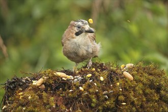 Eurasian jay (Garrulus glandarius) rummaging through summer food, AllgÃ¤u, Bavaria, Germany, Europe