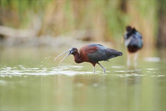 Glossy ibis (Plegadis falcinellus) standing in the water, hunting, Camargue, France, Europe