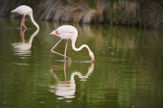 Greater Flamingo (Phoenicopterus roseus) walking in the water, Parc Naturel Regional de Camargue,