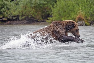 Brown bear (Ursus arctos) hunting for salmon in the water, Lake Clark National Park, Alaska