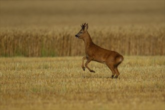 Roe deer (Capreolus capreolus) adult male buck running in a farmland stubble field, Norfolk,