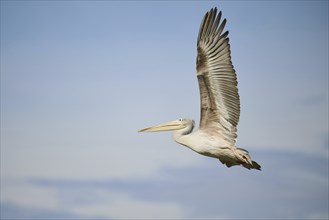 Great white pelican (Pelecanus onocrotalus) flying, France, Europe