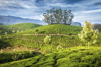 Kerala India travel background, green tea plantations in Munnar, Kerala, India, tourist attraction,