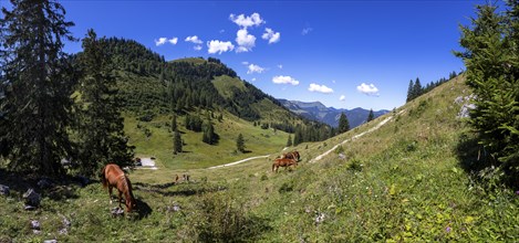 Horses in the pasture, Niedergadenalm, Osterhorngruppe, Salzkammergut, Land Salzburg, Austria,