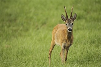 European roe deer (Capreolus capreolus) buck in red summer coat on meadow, Lower Austria, Austria,