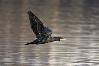 Great cormorant (Phalacrocorax carbo), in flight, Switzerland, Europe