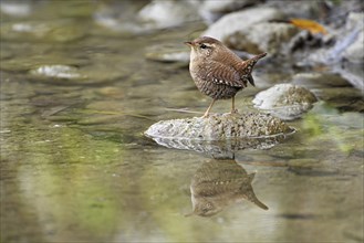 Eurasian wren (Troglodytes troglodytes), standing on a stone at the edge of a waterhole,