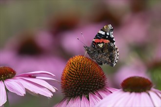 Red admiral (Vanessa atalanta) butterfly adult feeding on a garden Coneflower (Echinacea purpurea)