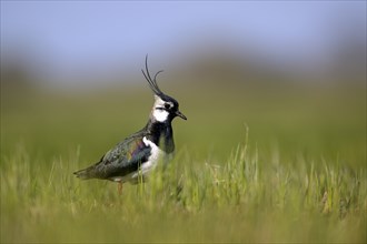 Northern lapwing (Vanellus vanellus), in a wet meadow, Dümmer, Lower Saxony, Germany, Europe