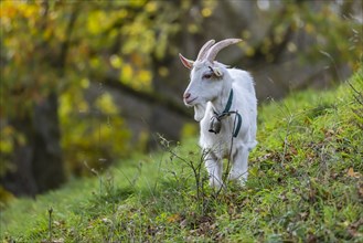 Domestic goat on pasture, landscape of the Swabian Alb, Niederstotzingen, Baden-Württemberg,