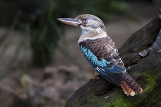 Blue-winged kookaburra (Dacelo leachii), Laughing Hans, Queensland, Australia, Oceania