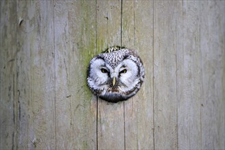 Tengmalm's owl (Aegolius funereus) looking out of breeding cavity, Bavaria, Germany, Europe