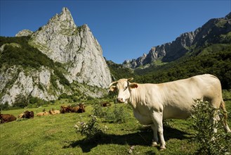 Mountain landscape and cows, Lescun, Département Pyrénées-Atlantiques, Region Nouvelle-Aquitaine,